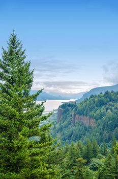 Tall pine tree towering over the Columbia River Gorge in Oregon