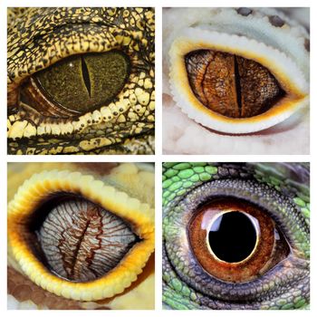 a collage of the eyes of four different reptiles, a green iguana, a crocodile and a leopard geckos