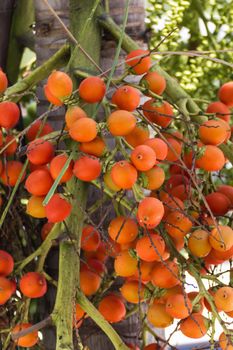 Are-ca Nut Palm tropical tree with green fruits in the nature