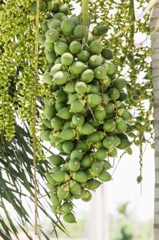 Are-ca Nut Palm tropical tree with green fruits in the nature