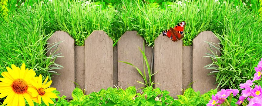 Summer background with old wooden fence and green grass