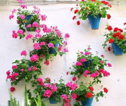 Flowerpots with geranium on stucco wall