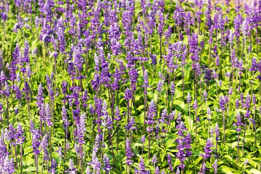Meadow with blooming Blue Salvia herbal flowers. Blue Salvia is plant in the mint family.
