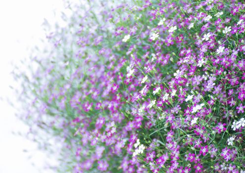 Closeup many little gypsophila pink flowers on white background