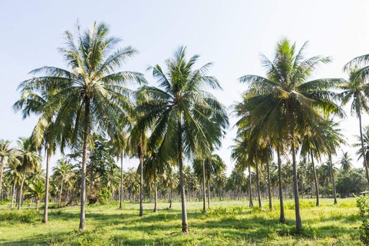 Coconut plantation on the Samui Island in Thailand