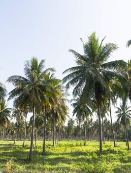 Coconut plantation on the Samui Island in Thailand