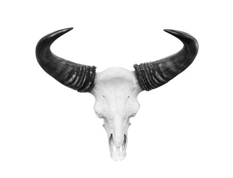 Cow skull isolate on white background