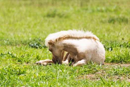 horse sleeping on the ground  in fram