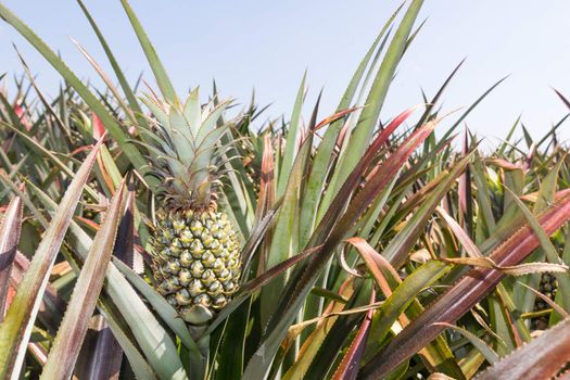 Closeup Green Pineapple plantation in summer day