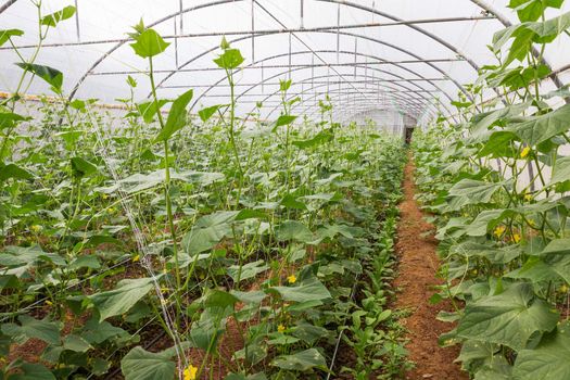 Pumpkin vines grow plants growing in a greenhouse