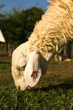 Sheep  in the farm in a sunny day.