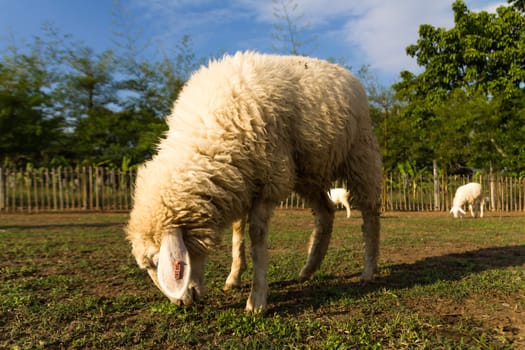 Sheep grazing   in the farm in a sunny day.