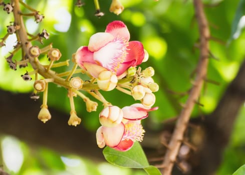 Shorea robusta or Cannonball flower from the  tree