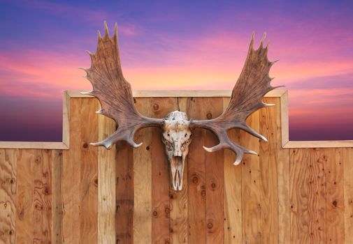 Skull Moose front view  hung on wooden wall