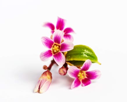 Star apple fruit and flower it on white background