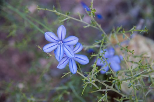 lilac flowers with star