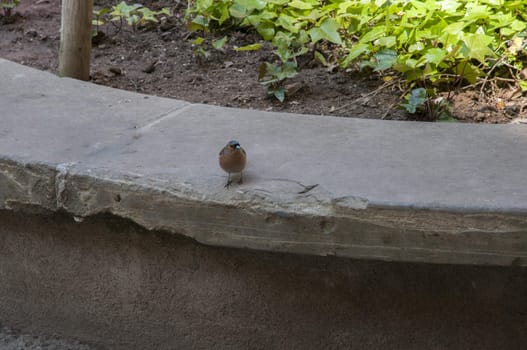 finch in the garden watching