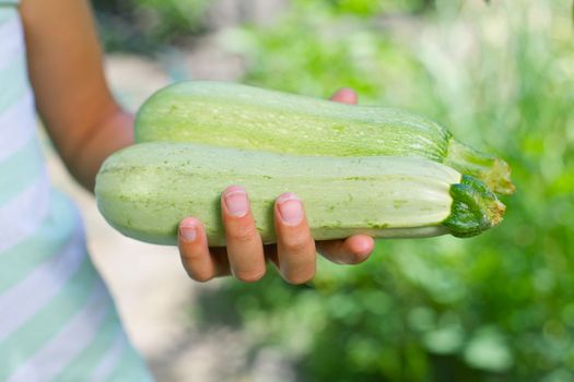 Young girl hand holding organic green natural healthy food produce - zucchini