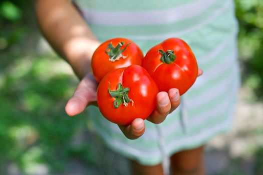 Young girl hand holding organic green natural healthy food produce tomatoes