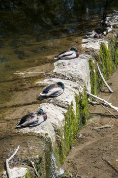 ducks sleeping on the river