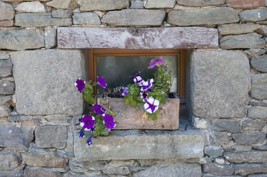 window with lilac flowers