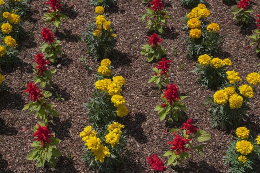 flowers yellow and red in the garden