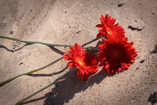 Flower, nature, beautiful