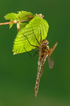 Cordulia aenea