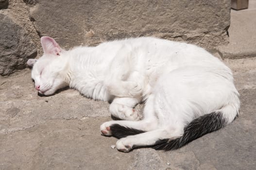 sleeping white kitten