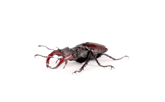 Insect stag beetle, covered with drops of water, isolated on white background