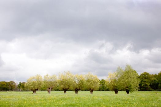 row of blossoming willows in meadow with dark sky