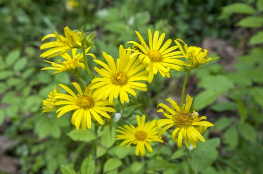 Yellow wild flowers in the forest