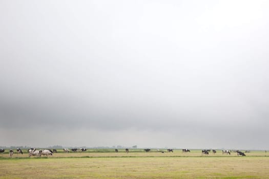 black and white friesian cows in the netherlands under grey sky