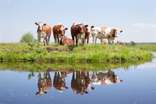 young cows in a meadow reflected in water