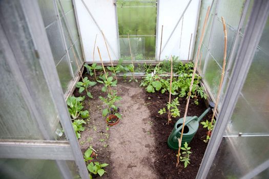 young plants and watering can in small greenhouse