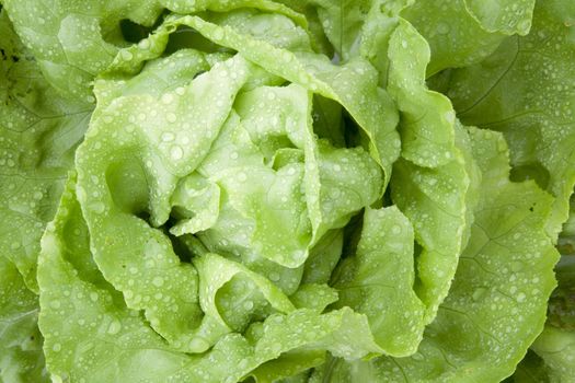 horizontal closeup of fresh wet lettuce in garden