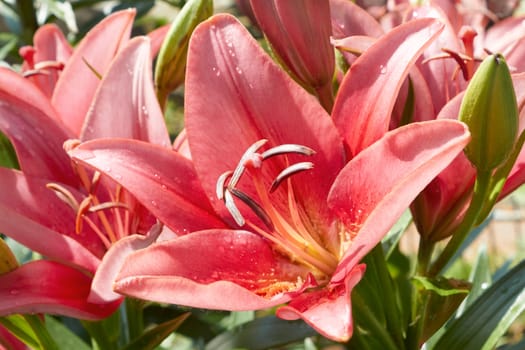 Flowering lilies in the flowerbed in June in good sunny weather. Close-up