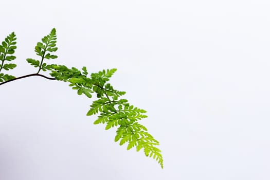 green leaf isolated on a white background