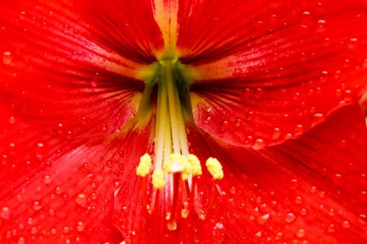 beautiful red lily 