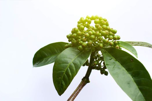 fresh green fruit isolated on a white background