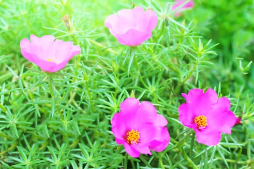beautiful pink flowers in the garden 
