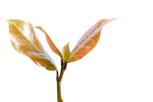 red tree isolated on white background 