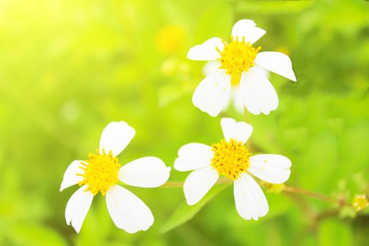 Blossoming tree branch with white flowers 