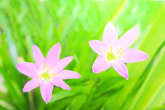 beautiful pink flowers in the garden 