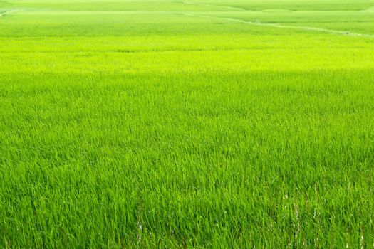 green rice paddies
