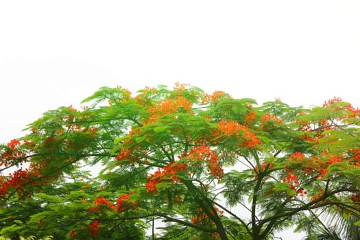red flower blooming