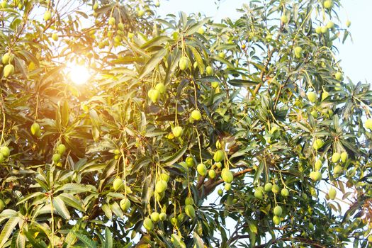 mango on the tree