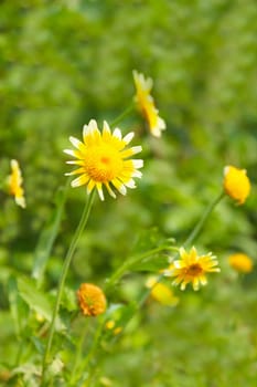 Beautiful yellow flower in field 