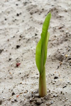 seedlings grown in sand