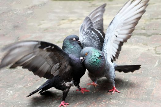 pair of pigeons fighting